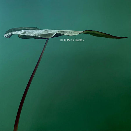 Minimalistic floating leaf of Colocasia Esculenta Black Magic in dark green background as ART PAPER PRINT by © Tomas Rodak, TOMs FLOWer CLUB, from 10x10cm to 50x50cm available for unlimited sale.