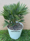 Chamaerops Humilis Vulcano, dwarf palm tree, Zwergpalme, organically grown tropical plants for sale at TOMsFLOWer CLUB