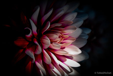Dahlia, still life floral art photography by Tomas Rodak, photo behind the acrylic glas made by White Wall / LUMAS; offered for sale by TOMs FLOWer CLUB.