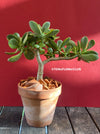 Crassula Ovata Variegata, bonsai tree in clay pot, cat friendly, money tree, organically grown succulent plants for sale at TOMsFLOWer CLUB