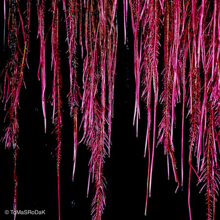 Pink root water fall, leaf scape art photo collection by TOMas Rodak for sale at TOMs FLOWer CLUB.
