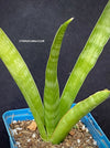 Sansevieria javanica, snake plant, Stiefmutter Zunge, svokryne jazyky, organically grown succulent plants for sale at TOMsFLOWer CLUB.