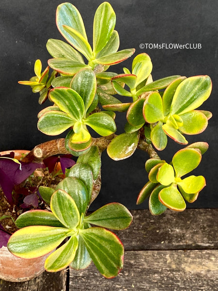 Crassula Ovata green-yellow-red variegata, bonsai tree, organically grown succulent plants for sale at TOMsFLOWer CLUB.