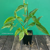 Syngonium Angustatum, organically grown tropical plants for sale at TOMsFLOWer CLUB. 