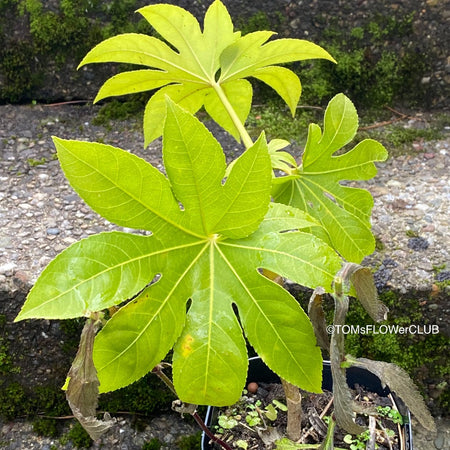 Fatsia japonica, organically grown plants for sale at TOMsFLOWer CLUB Fatsia japonica Japanese aralia Evergreen shrub Hardy plant Shade-loving plant Large leaves White flowers Landscaping plant Garden plant Ornamental plant Low maintenance plant Indoor plant Outdoor plant Foliage plant Bushy plant.