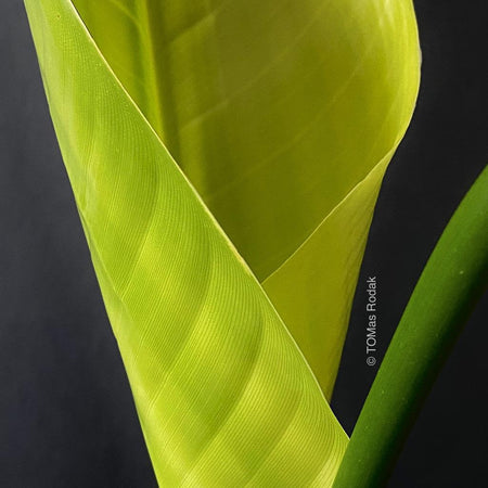 Grünes, sich entfaltendes Blatt der Strelitzia Augusta vor schwarzem Hintergrund als ART PAPER PRINT von © Tomas Rodak, TOMs FLOWer CLUB, von 10x10cm bis 50x50cm zum unbegrenzten Verkauf erhältlich.
