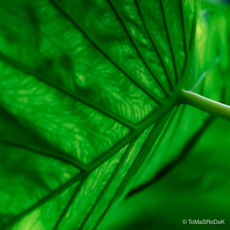 Green lotos leaf, leaf scape art photo collection by TOMas Rodak for sale at TOMs FLOWer CLUB.