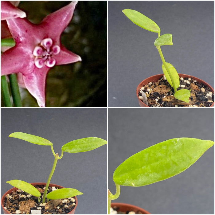 Hoya Coronaria Pink