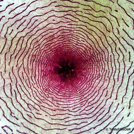 Stapelia gigantea, leaf scape art photo collection by TOMas Rodak for sale at TOMs FLOWer CLUB.