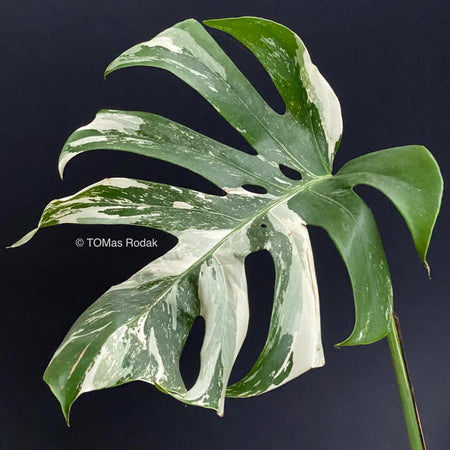 Magic albo Variegata Leaf of Monstera Deliciosa in black background as ART PAPER PRINT by © Tomas Rodak, TOMs FLOWer CLUB, from 10x10cm to 50x50cm available for unlimited sale.