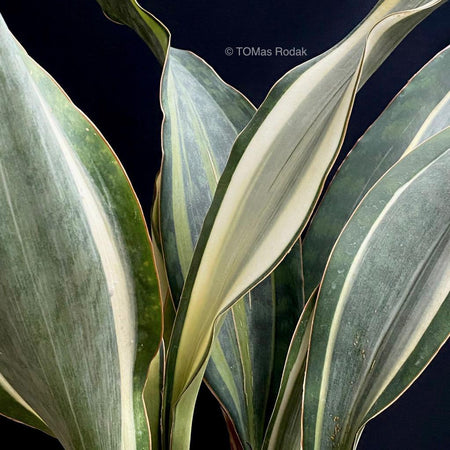 Leaf structures of Sansevieria Masoniana Variegata as ART PAPER PRINT by © Tomas Rodak, TOMs FLOWer CLUB, from 10x10cm up to 50x50cm available for unlimited sale. 