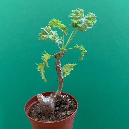 Pelargonium Laxum, organically grown succulent plants for sale at TOMsFLOWer CLUB.