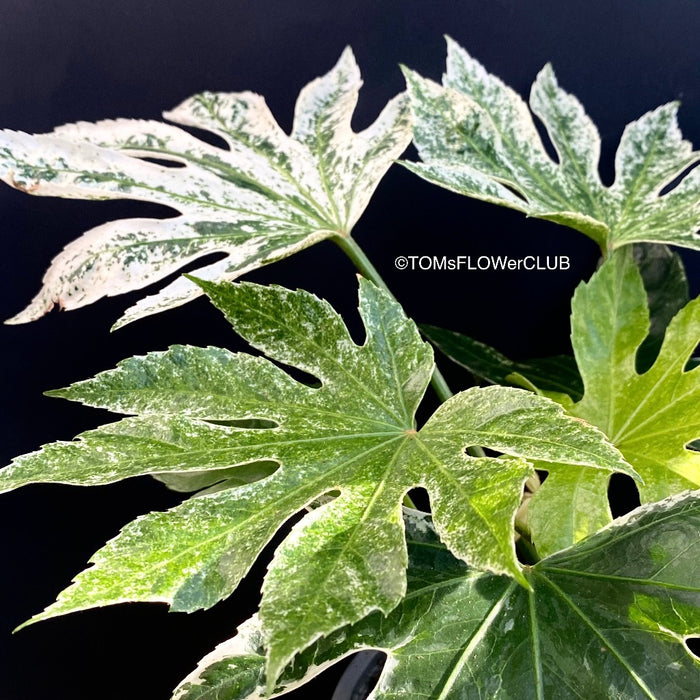 Fatsia japonica Spider's Web / Fatsia Tsumugi-shibori, organically grown plants for sale at TOMsFLOWer CLUB.