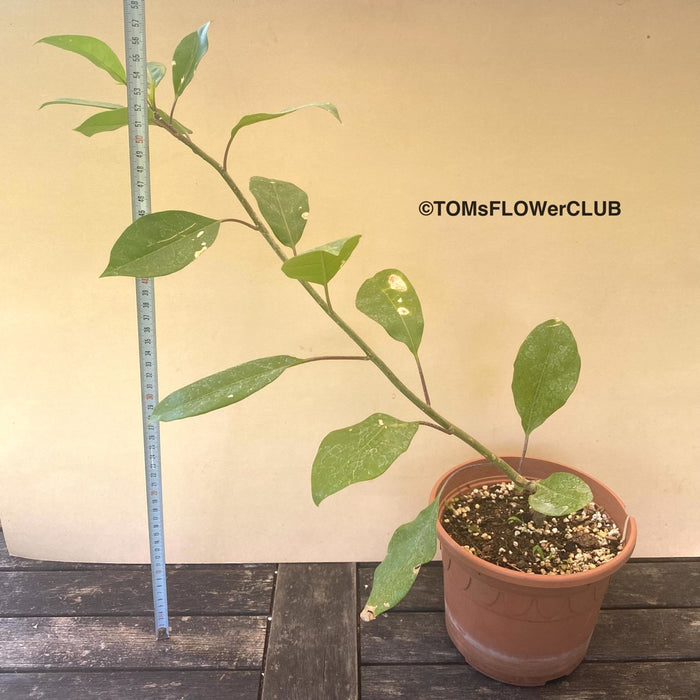 Solandra Longiflora, organically grown tropical plants for sale at TOMsFLOWer CLUB