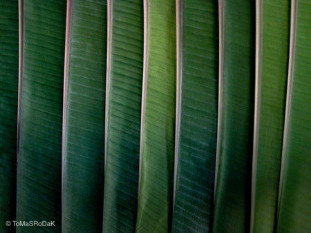 Musa green banana leaves, leaf scape art photo collection by TOMas Rodak for sale at TOMs FLOWer CLUB.