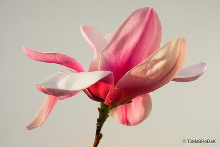 Pink magnolia by TOMas Rodak, real photo behind acrylic glass in limited edition runs of 139 for sale at TOMs FLOWer CLUB, gallery quality, signed, numbered and certified.