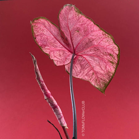 Caladium Funny Munson as ART PAPER PRINT by © Tomas Rodak, TOMs FLOWer CLUB, from 10x10cm up to 50x50cm available for unlimited sale.