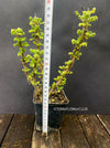 boza riparia, "Korbblütler", "Südafrika", "Beschreibung", "Habitat", "Verwendung", TOMs FLOWer CLUB, south African plant, Zulu plant,