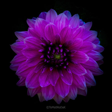Dahlia by TOMas Rodak, real photo behind acrylic glass in limited edition runs of 139 for sale at TOMs FLOWer CLUB, gallery quality, signed, numbered and certified. 