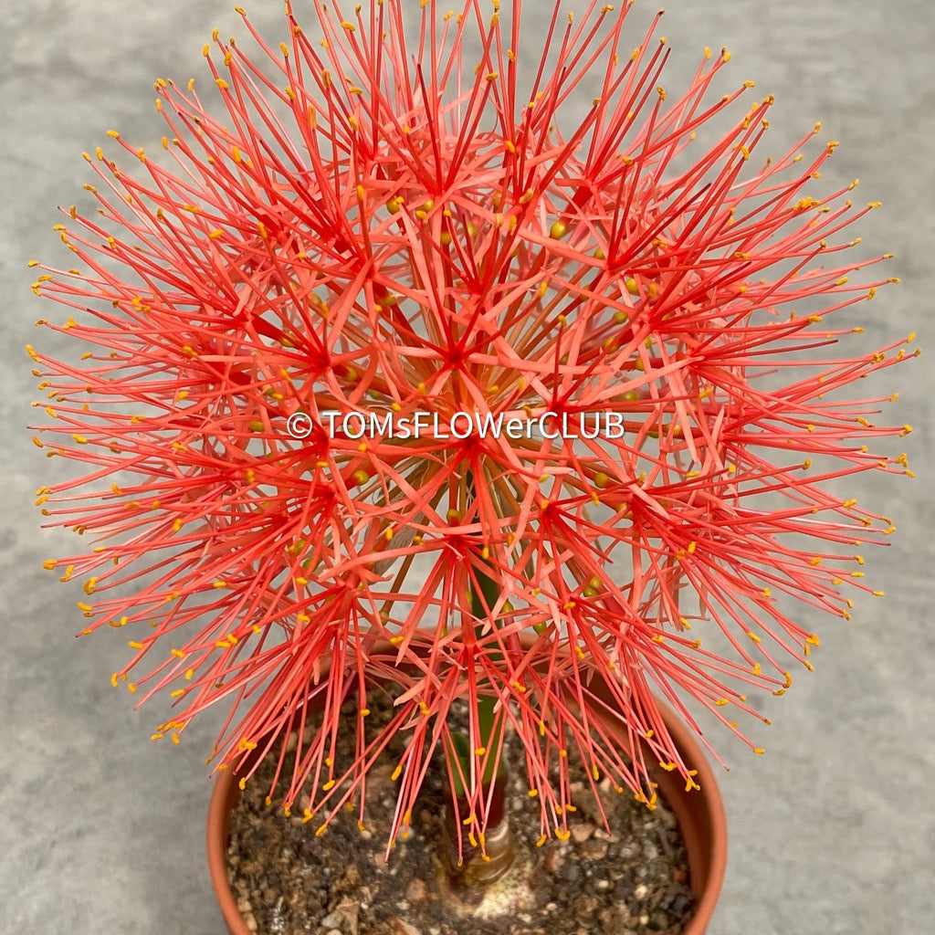 Scadoxus multiflorus, Blood Lily, Paintbrush Lily, TOMs FLOWer CLUB, organically grown