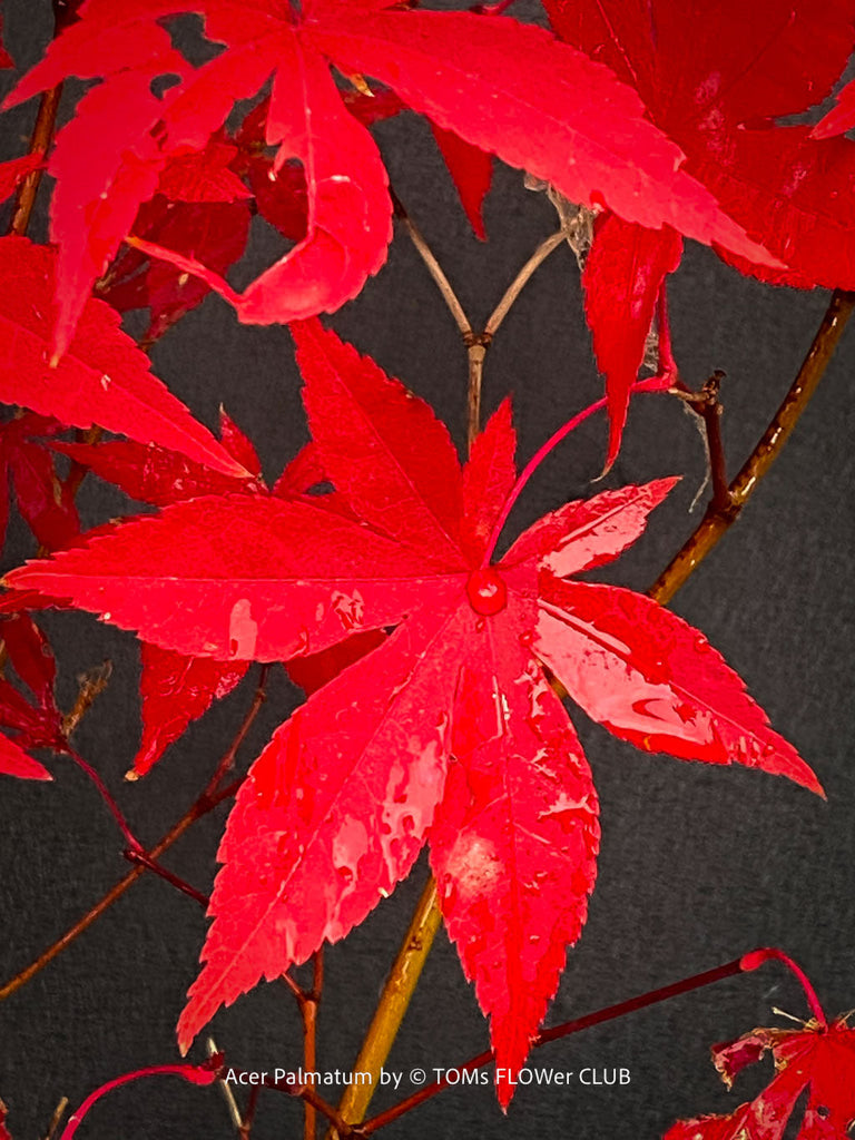 Why Do Maple Leaves Turn Red in Autumn?