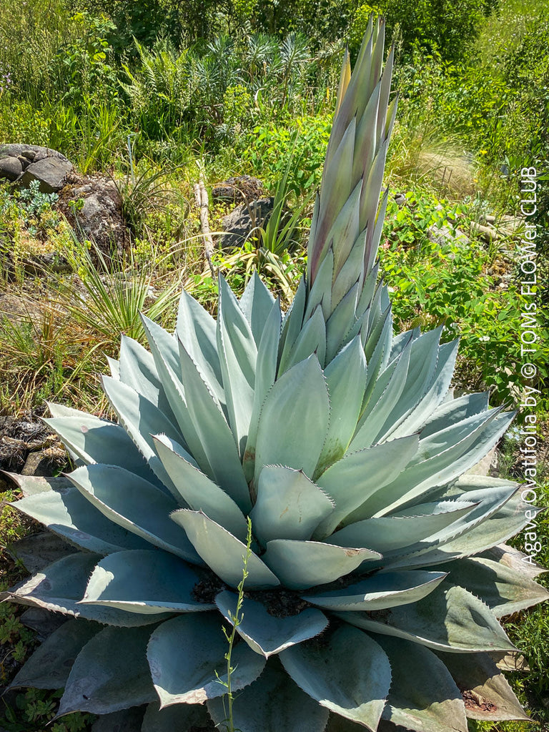 Agave Ovatifolia; Why do agaves flower only once? plant blog at TOMs FLOWer CLUB