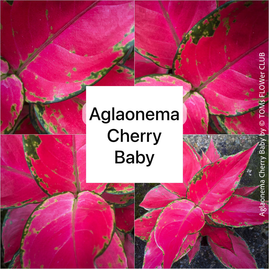 Aglaonema Cherry Baby displaying vibrant red and green foliage indoors for sale at TOMs FLOWer CLUB