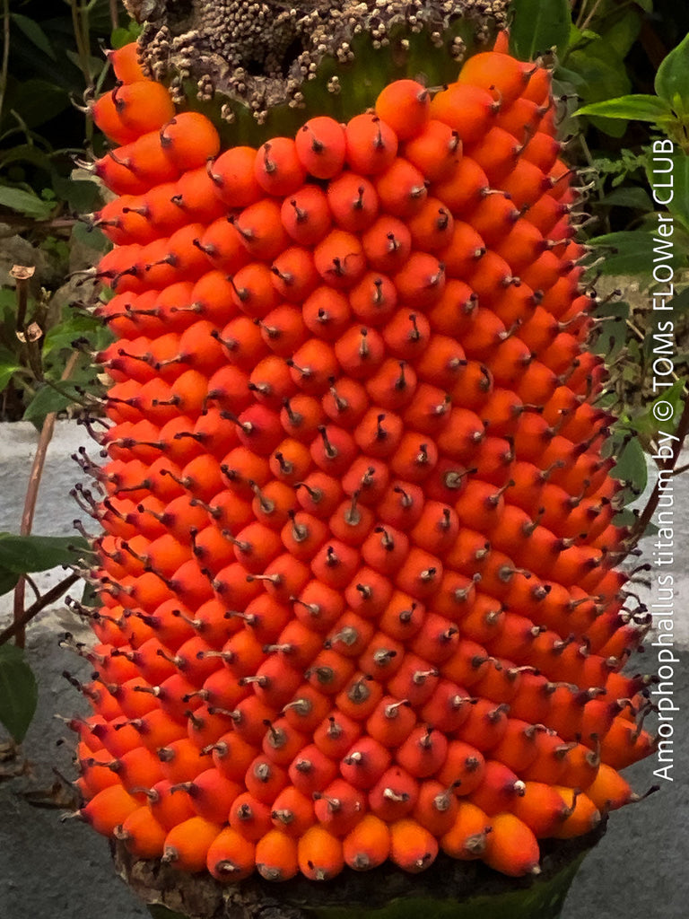 Amorphophallus titanum propagation grow corpse flower from seed Titan Arum from seeds rare tropical plant propagation organically grown exotic plants for sale TOMs FLOWer CLUB rare plant collection