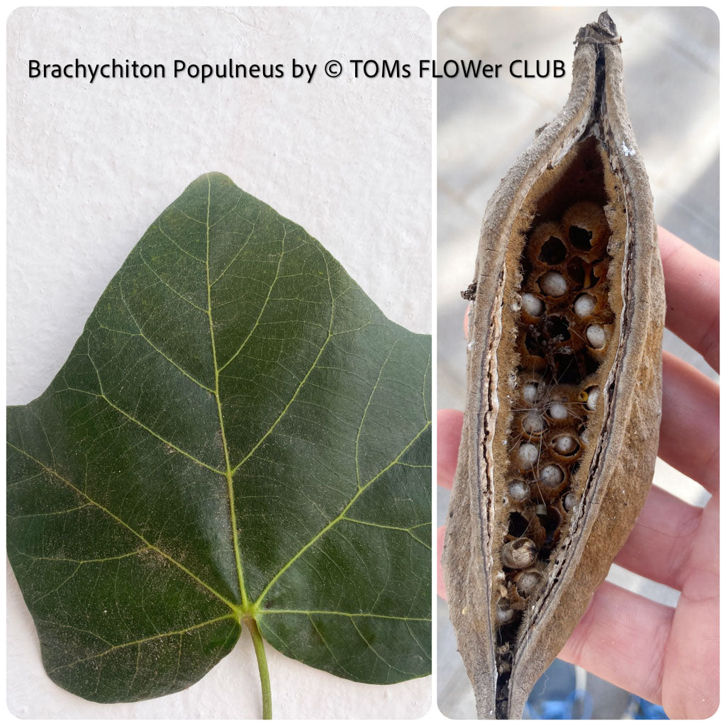 How to propagate Brachychiton populneus, Kurrajong or Bottle Tree from seeds. Plant guide by TOMs FLOWer CLUB