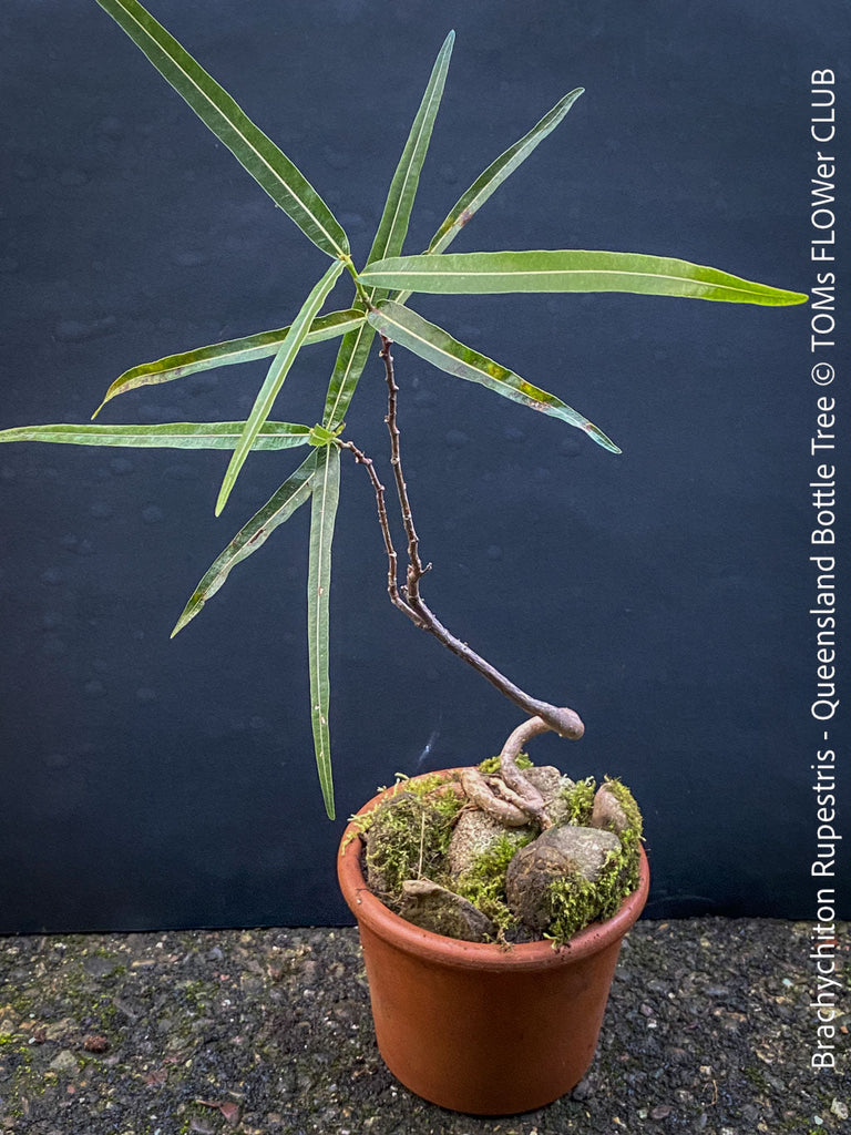 Brachychiton Rupestris, Queensland Bottle Tree, bonsai tree, narrow-leaved bottle tree, organically grown tropical plants for sale at TOMs FLOWer CLUB.