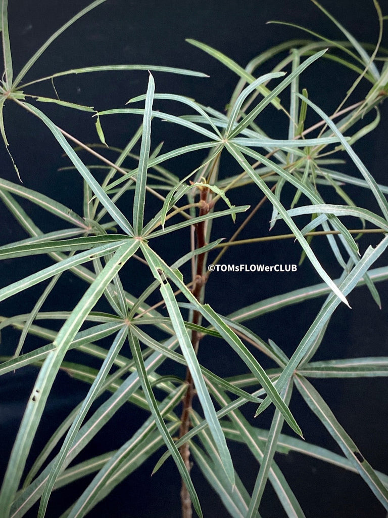 Brachychiton Rupestris, TOMs FLOwer CLUB, Queensland bottle tree for sale in Siwtzerland, Zurich