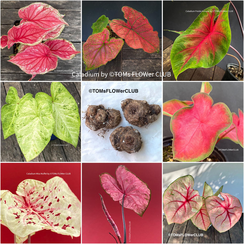 CALADIUM SEASON IS STARTING | ORDER NOW organically grown tubers | TOMs ...