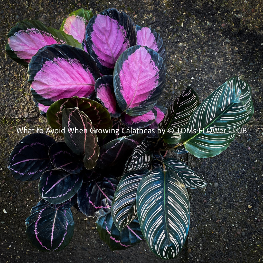 Calathea, plant care guide, TOMS FLOWer CLUB, tropical plants for sale in Switzerland, Zurich