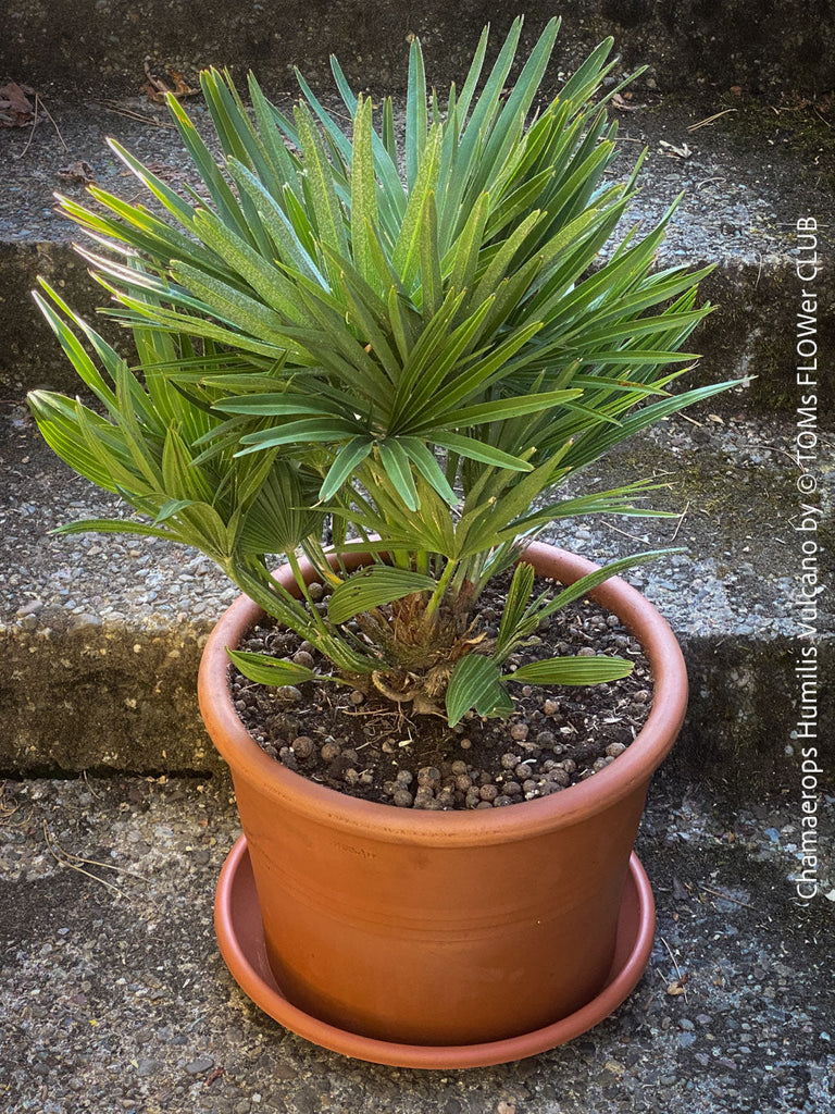 Chamaerops humilis 'Vulcano' fan palm potted in organic, well-draining substrate at TOMs FLOWer CLUB
