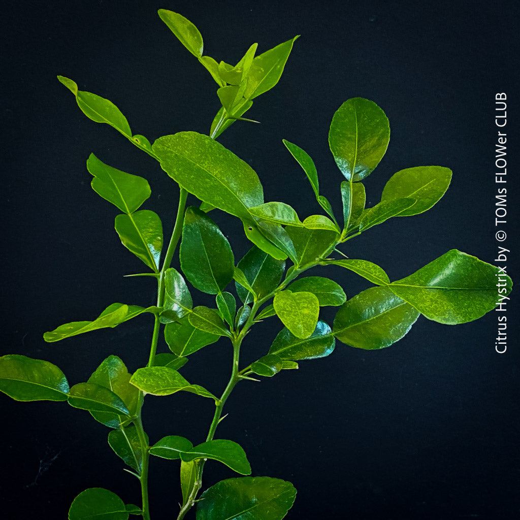 Citrus Hystrix, Kaffir Lime, TOMs FLOWer CLUB, Thai Curry, Thai kitchen