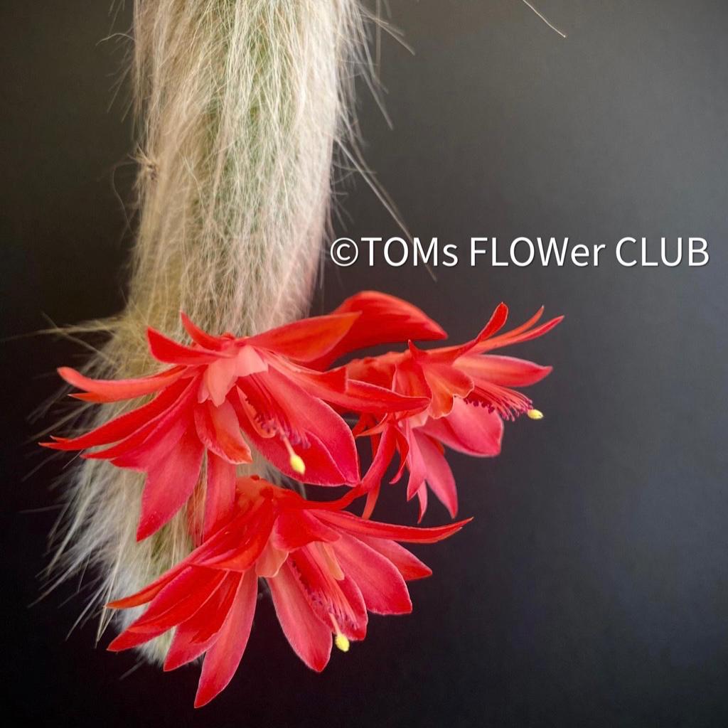 Cleistocactus Colademononis, TOMs FLOWer CLUB, cactus collection, succulents, flowering cactus, red flowers 