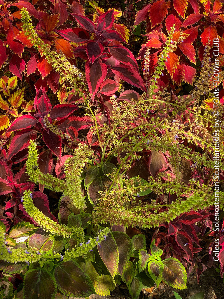 Coleus from Seed – How to Propagate Coleus and Discover New Plants with TOMs FLOWer CLUB
