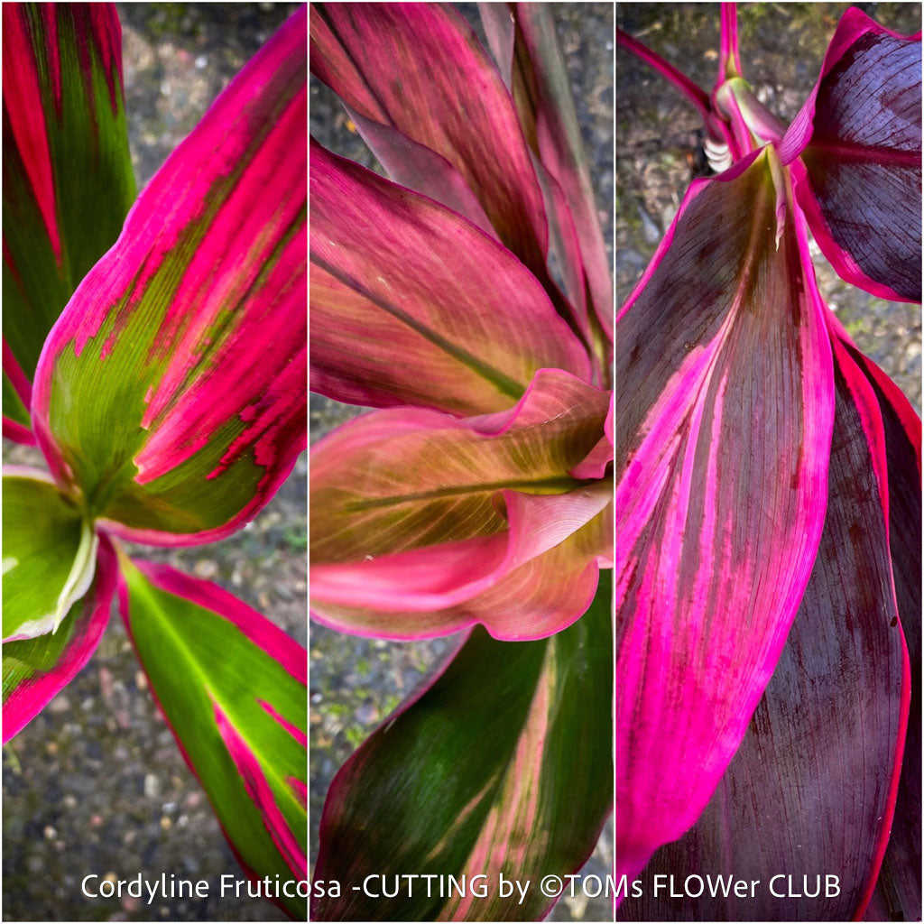 Close-up of a vibrant Cordyline Fruticosa head cutting showing fresh green and pink leaves with visible stem nodes prepared for propagation, photographed in natural light at TOMs FLOWer CLUB.