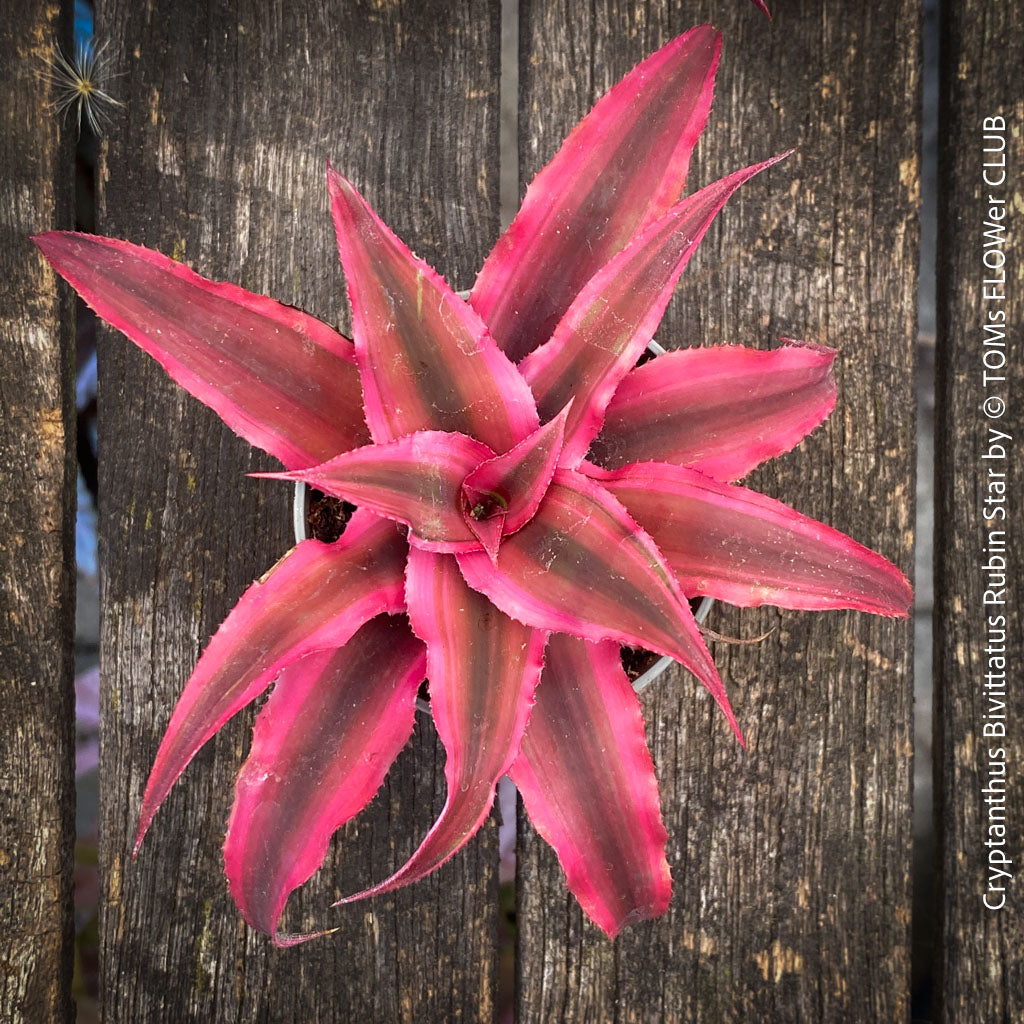 Terrestrial Bromeliad, Cryptanthus, plants for sale at TOMs FLOWer CLUB