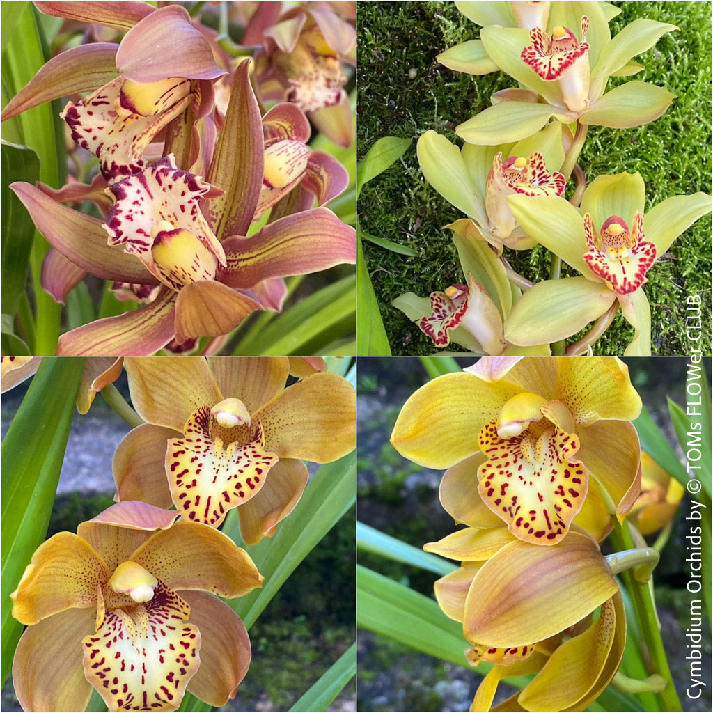 Orchids, Orchid, Cymbidium, plant care, blossom, TOMs FLOWer CLUB