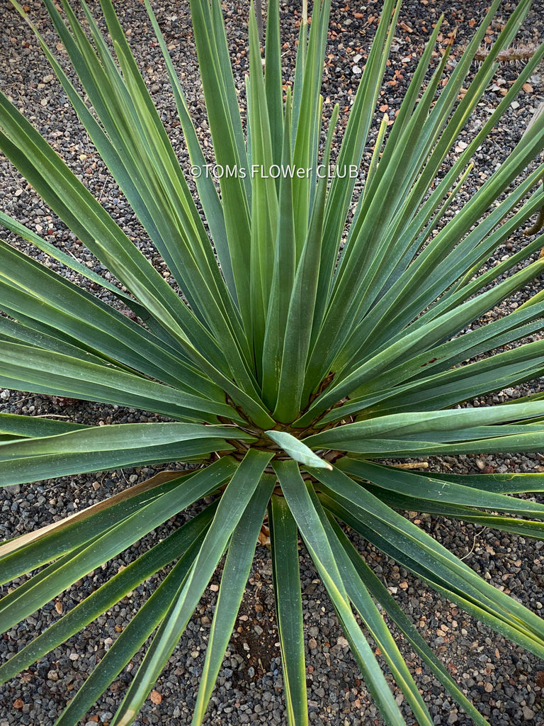 Dracaena Cinnabari, Dragon Blood Tree of Socotra, for sale, TOMs FLOWer CLUB