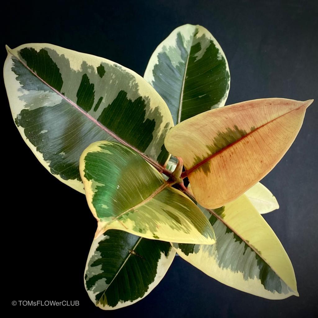MAGIC FICUS ELASTICA VARIEGATA– tomsflowerclub.ch