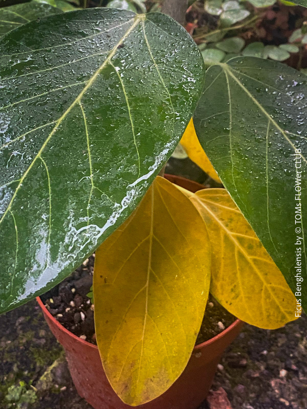 Yellow Leaves on Your Ficus: No Need to Panic! | organically grown tropical  plants | TOMs FLOWer CLUB tomsflowerclub.ch