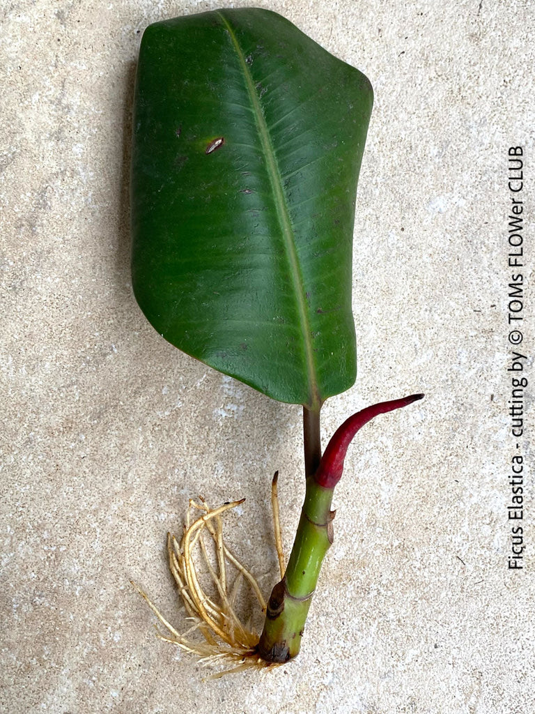 Don’t Be Afraid to Trim Your Ficus
