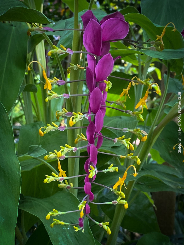Close-up of Globba winitii in bloom, showing delicate lavender-purple flowers with hanging yellow stamens, resembling dancing figures form TOMs FLOWer CLUB