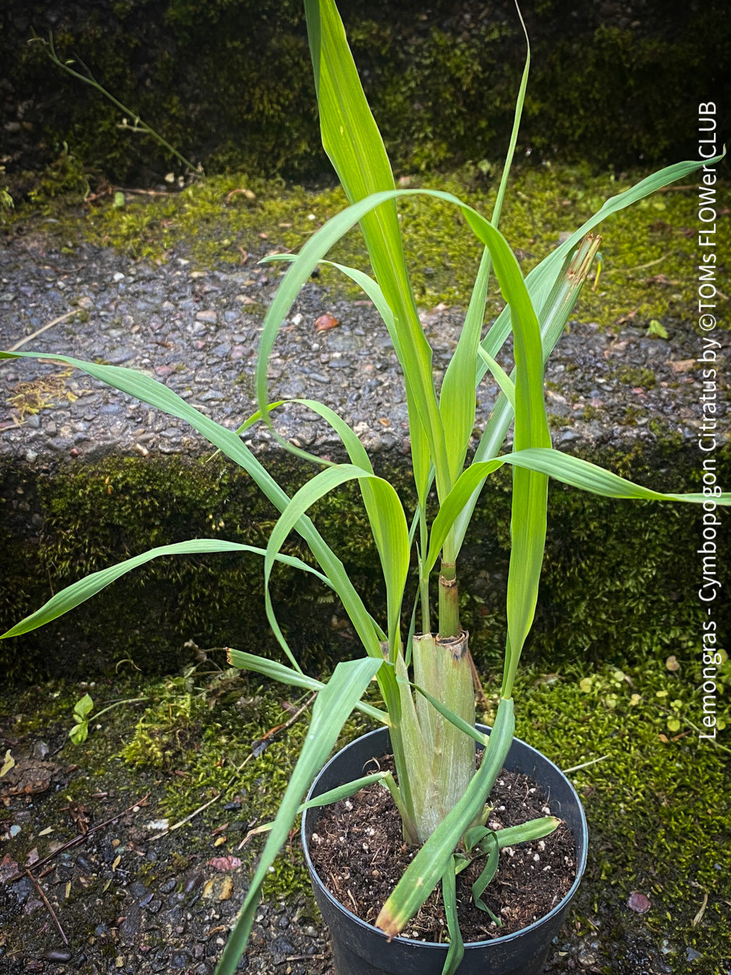 Unlock the Benefits of Lemongrass (Cymbopogon citratus)– tomsflowerclub.ch