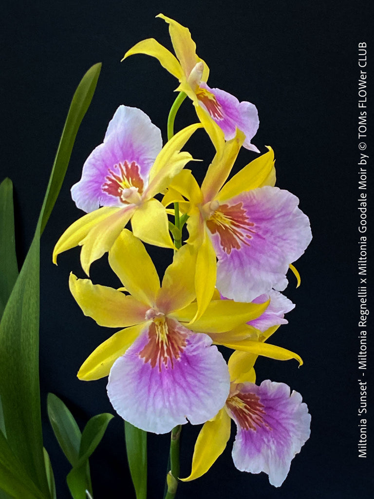 Brazilian Miltonia hybrid cultivated naturally at TOMs FLOWer CLUB.