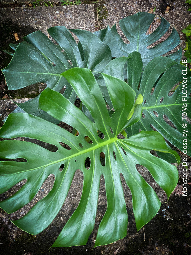 How to Propagate Monstera deliciosa from Stem Cuttings