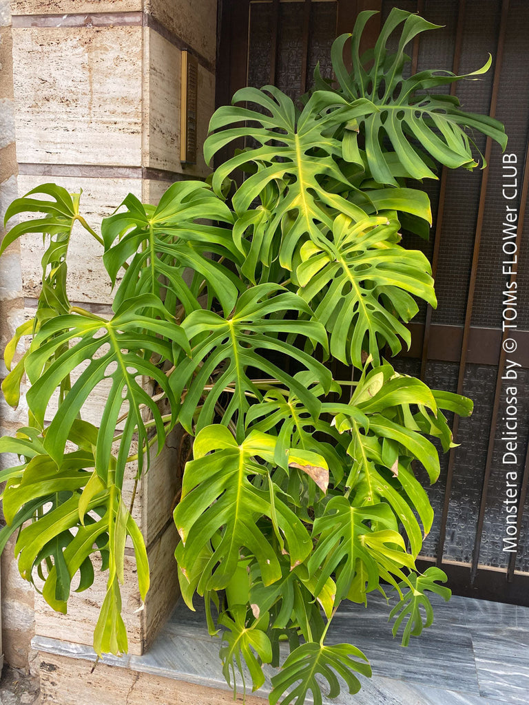 Stop Putting Your Monstera in Direct Sun; plant care guide by TOMs FLOWer CLUB