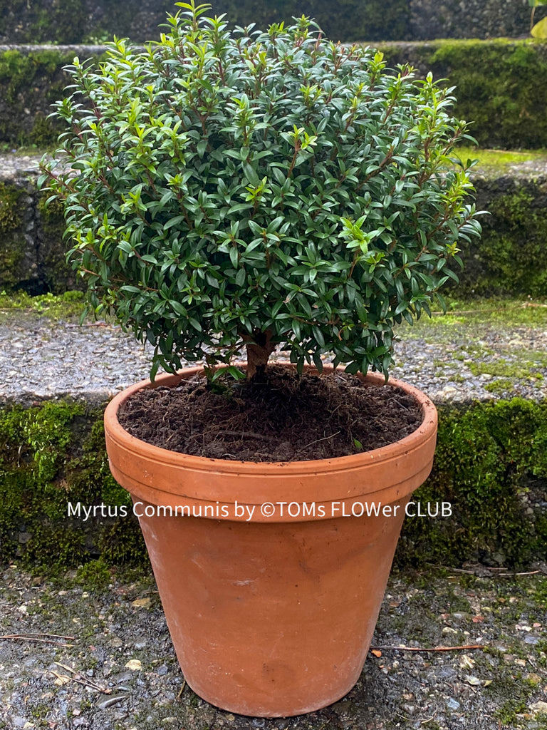 Fun Facts about Myrtus Communis